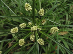 Cyperus luzulae