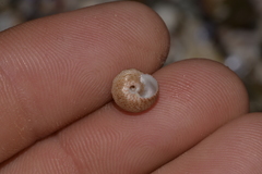 Cantharidella picturata