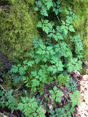 Geranium robertianum