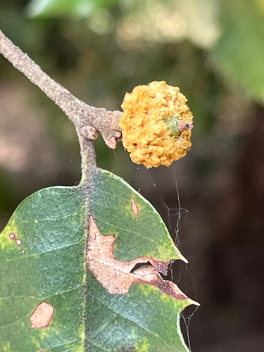 iNaturalist observation photo of Heteroecus