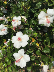 Hibiscus arnottianus
