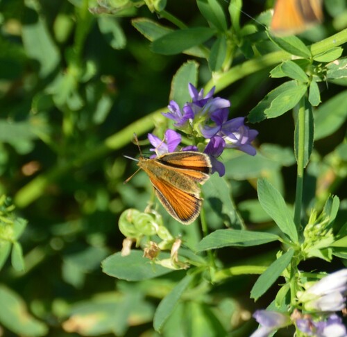 Essex Skipper