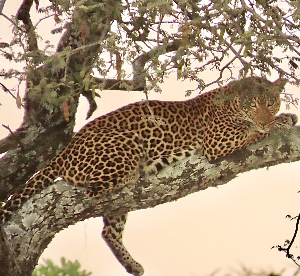 Leopardo (Panthera pardus)