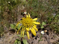 Tetragonotheca repanda