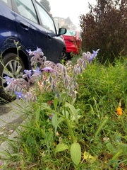 Borago