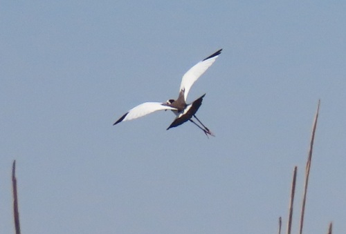 iNaturalist image