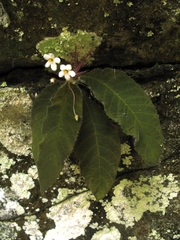 Amalophyllon macrophyllum