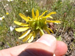 Tetragonotheca repanda