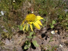 Tetragonotheca repanda