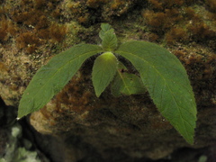 Amalophyllon macrophyllum