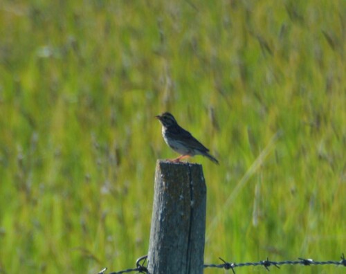 Savannah Sparrow