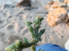 Anabasis setifera