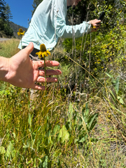 Rudbeckia glaucescens, photograph (c) Parker James Lloyd, some rights reserved (CC BY)
