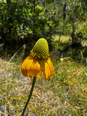 Rudbeckia glaucescens, photograph (c) Parker James Lloyd, some rights reserved (CC BY)