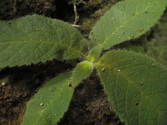 Amalophyllon macrophyllum
