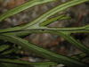 Pleopeltis furcata - Photo (c) Mateo Hernandez Schmidt, some rights reserved (CC BY-NC-SA), uploaded by Mateo Hernandez Schmidt