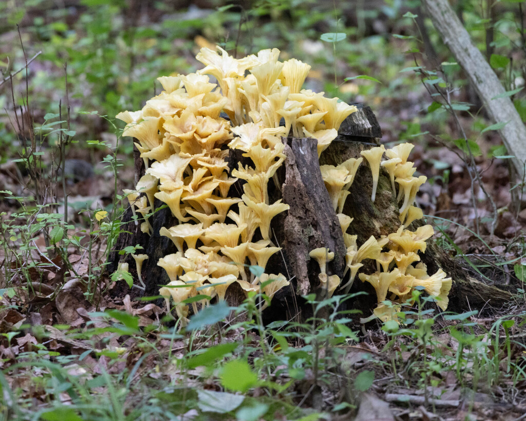 golden-gilled gerronema · July 2026 · photo: Photo: no rights reserved · iNaturalist