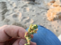 Anabasis setifera