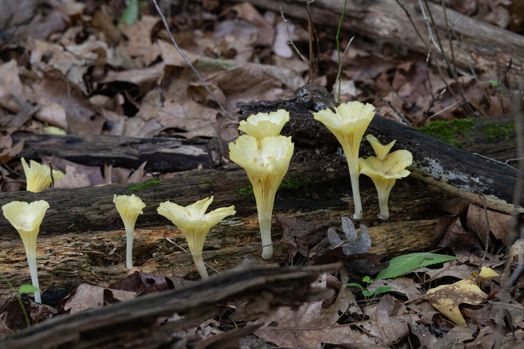 golden-gilled gerronema · July 2026 · photo: Photo: no rights reserved · iNaturalist