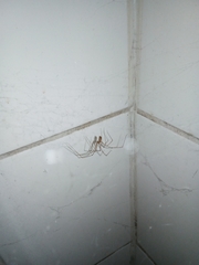 Pholcidae