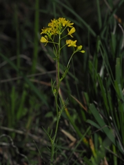 Rorippa pyrenaica