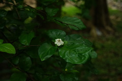 Gardenieae