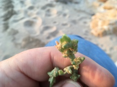 Anabasis setifera