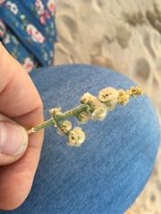 Anabasis setifera