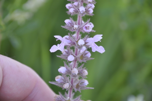 prairie woundwort
