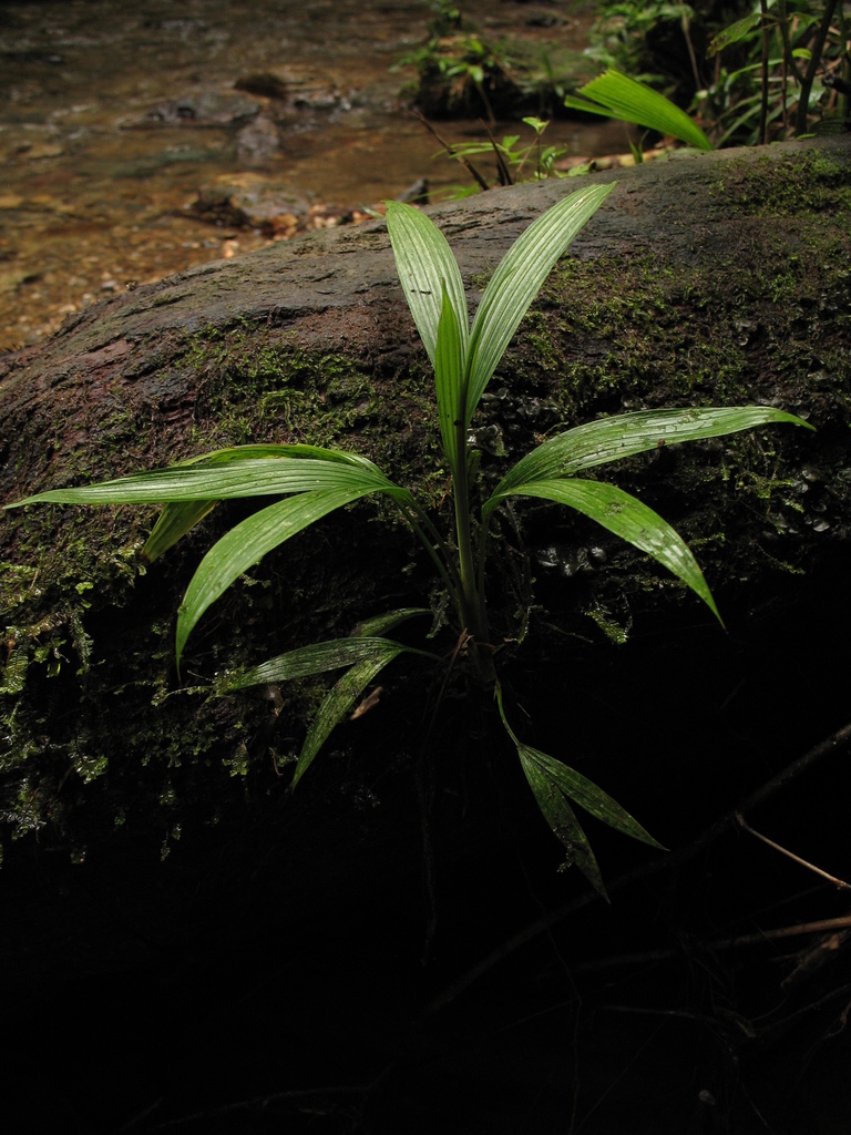 Dicranopygium goudotii