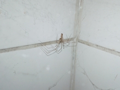 Pholcidae