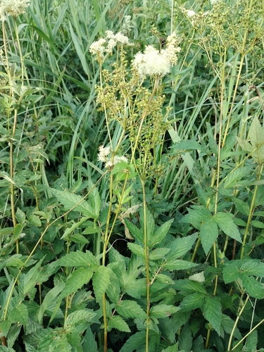 Meadowsweet