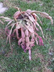 Rhipsalidopsis gaertneri