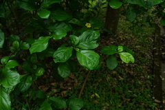 Gardenieae