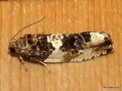 Pseudosciaphila duplex