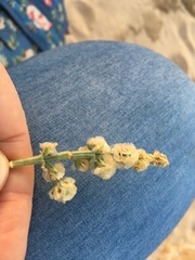 Anabasis setifera