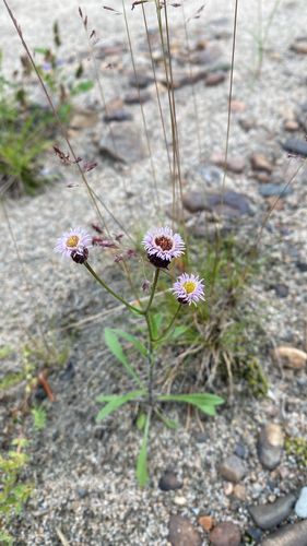 Northern Daisy