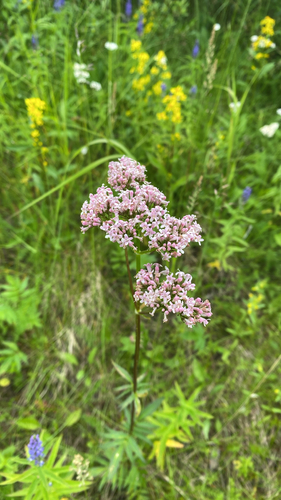 Valeriana excelsa