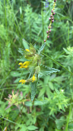 Yellow Rattle
