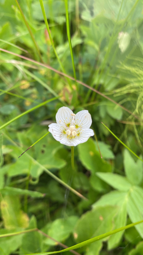 marsh grass-of-Parnassus
