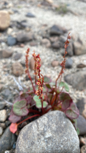 alpine sorrel