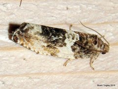 Pseudosciaphila duplex