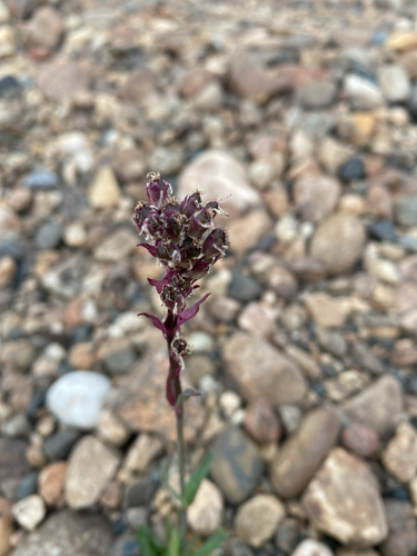 Alpine Catchfly