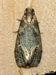 Phtheochroa