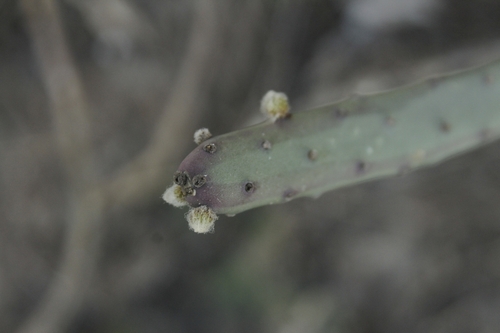 Tacinga funalis, photograph 2