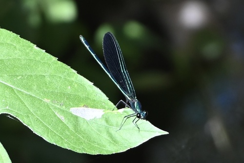 Ebony Jewelwing