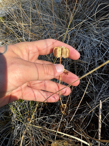 Fritillaria affinis, photograph 2