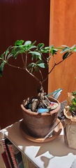 Ficus retusa