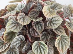 Peperomia caperata