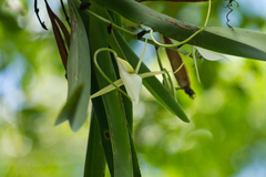 Angraecum praestans image